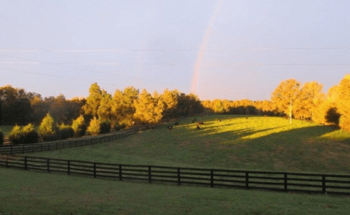 A serene landscape with a rainbow over a green field, trees, and a wooden fence, with cows grazing in the distance.