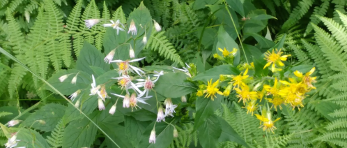 A close-up of white and yellow wildflowers surrounded by lush green ferns.