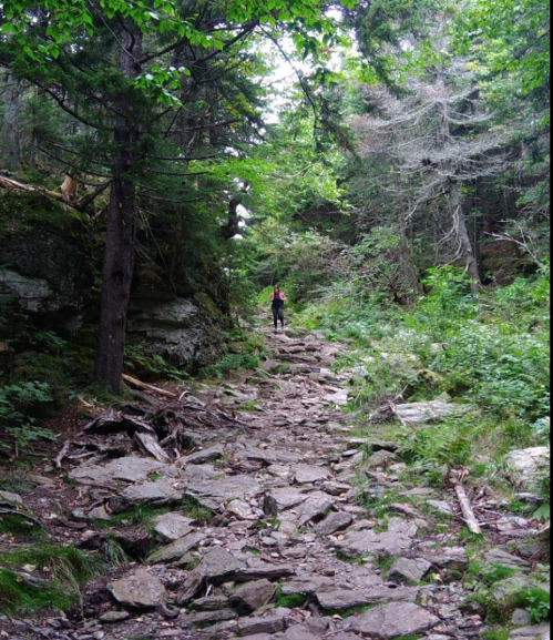 A hiker walks along a rocky trail surrounded by dense greenery and trees in a forested area.