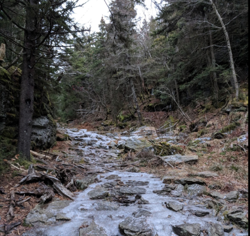 A rocky, icy path winds through a dense forest with tall trees and scattered foliage.