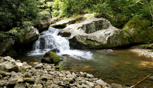 A serene stream flows over rocks in a lush, green forest, surrounded by moss and trees.