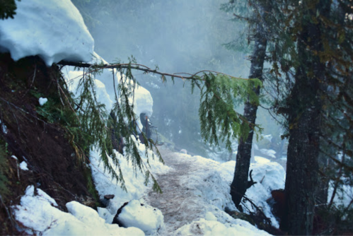 A snowy forest path with mist, surrounded by tall trees and snow-covered ground.
