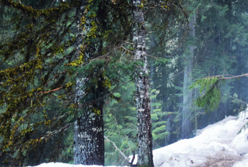 A serene forest scene with tall trees, some covered in moss, and a patch of snow on the ground.