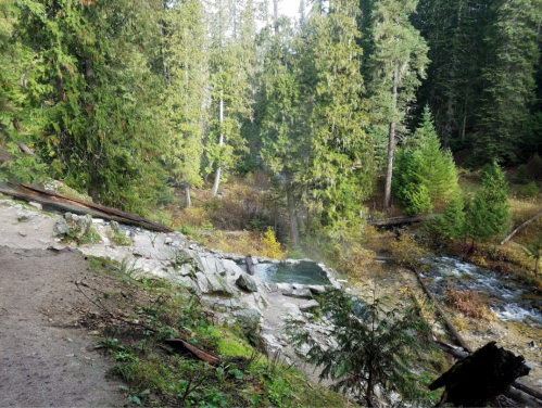 A serene forest scene with tall trees, a rocky path, and a small stream flowing through the lush greenery.