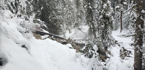A snowy forest scene with tall trees, a rocky path, and a small stream partially covered in snow.