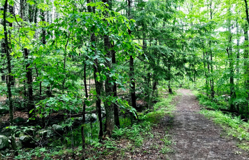A serene forest path surrounded by lush green trees and foliage, with a small stream visible on the side.
