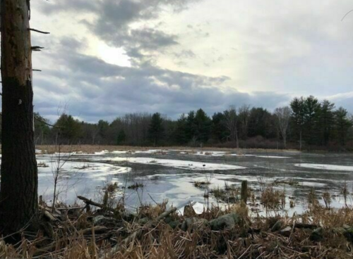 A serene wetland scene with patches of ice, tall grasses, and trees under a cloudy sky.