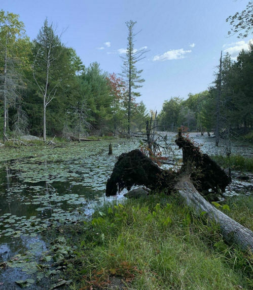 A serene wetland scene with lily pads, trees, and a moss-covered log resembling a bird in the foreground.