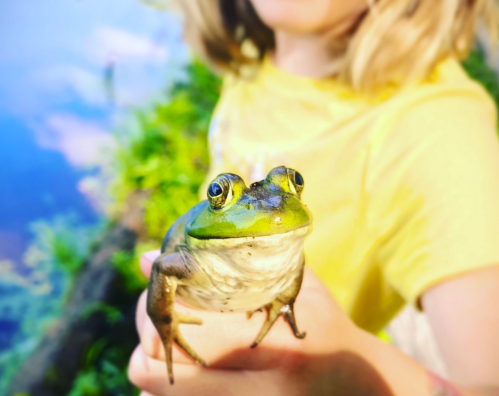 A child holds a large green frog by a pond, surrounded by greenery and water reflections.