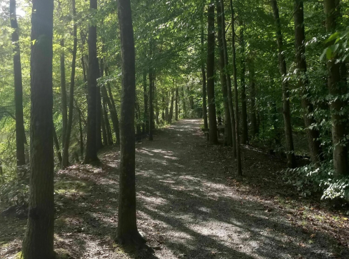 A serene forest path lined with tall trees, dappled sunlight filtering through the leaves onto the gravel trail.