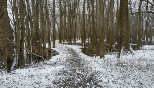 A snowy path winding through a forest of bare trees, with water visible on either side.