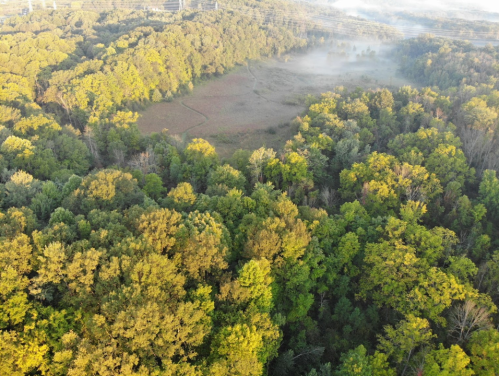 Aerial view of a lush green forest with a misty meadow and trees in autumn colors.