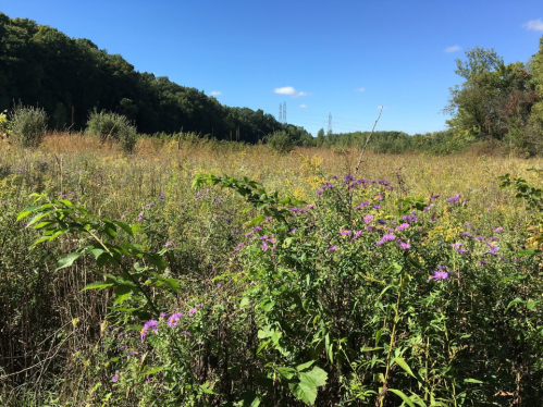A sunny landscape featuring a field of wildflowers and tall grasses, bordered by trees and power lines in the distance.
