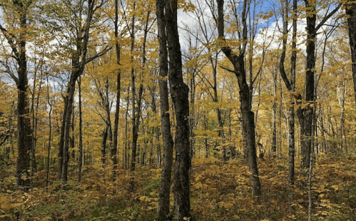 A serene forest scene with tall trees and vibrant autumn leaves under a partly cloudy sky.