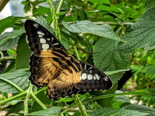 A butterfly with black and orange wings resting on green leaves.