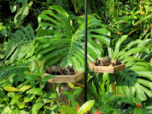 Two wooden bird feeders hang among lush green tropical leaves in a vibrant garden setting.