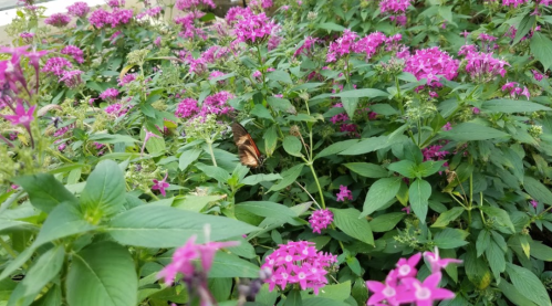 A vibrant garden filled with pink flowers and a butterfly resting among the blooms.