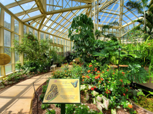 Lush indoor garden with vibrant flowers, tropical plants, and a sign about butterflies in a glass greenhouse.