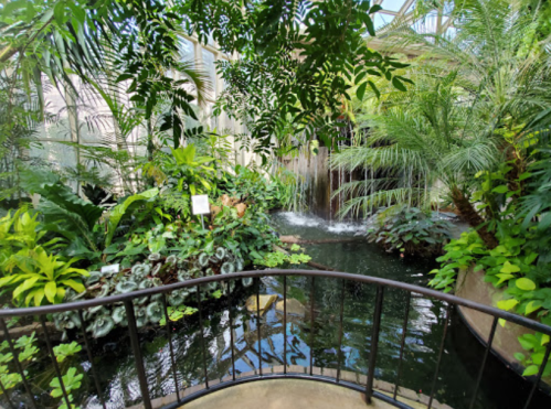 Lush indoor garden with tropical plants, a small waterfall, and a pond surrounded by greenery.