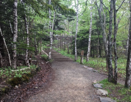 A gravel path leads through a lush green forest with trees and steps in the background.