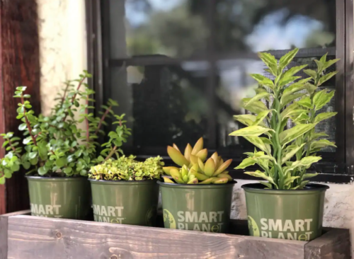 Four green pots with various plants, including succulents and leafy greens, arranged on a wooden shelf by a window.