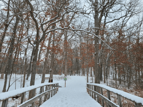 A snowy path leads through a forest with bare trees and a few remaining red leaves.