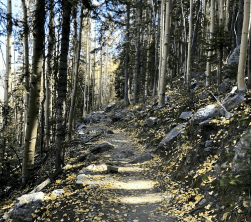 A winding trail through a forest of tall trees, with scattered yellow leaves on the ground and sunlight filtering through.