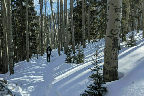 A person walks through a snowy forest of tall trees, with sunlight filtering through the branches.