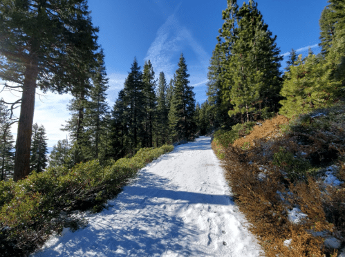A snowy path winds through a forest of tall pine trees under a clear blue sky.