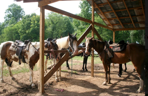 Four horses with saddles stand under a wooden shelter, surrounded by greenery and dirt.