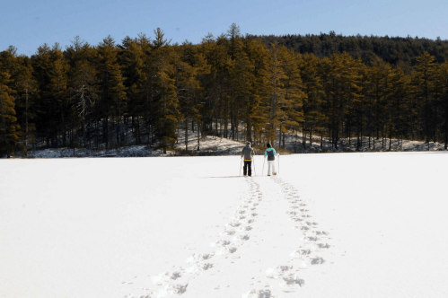 Two people walk on a snowy landscape, leaving footprints, with a forest of pine trees in the background.