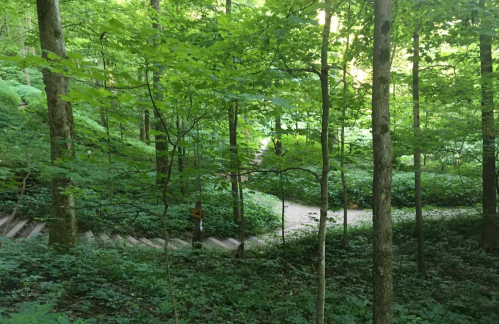 A winding path through a lush green forest with trees and steps visible in the background.
