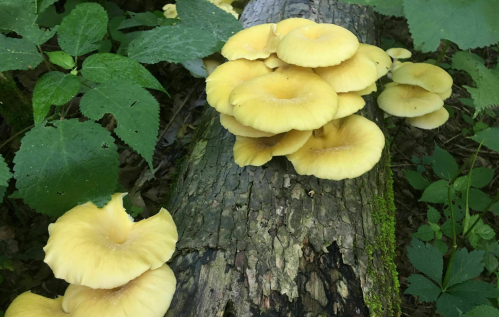 A cluster of yellow mushrooms growing on a log, surrounded by green leaves in a forest setting.