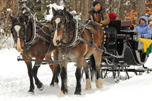 A horse-drawn sleigh travels through a snowy forest, with passengers bundled up in winter clothing.