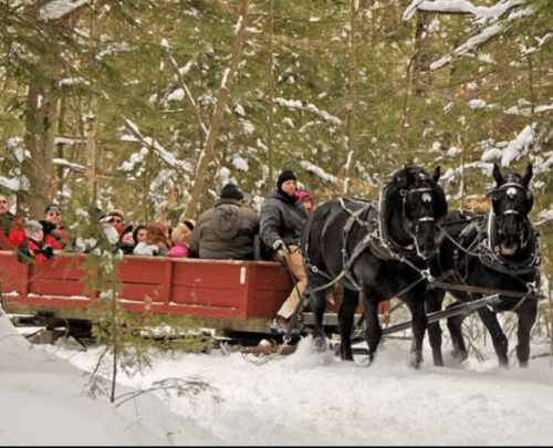 A horse-drawn sleigh carries passengers through a snowy forest, surrounded by tall trees.