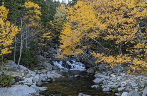A serene stream flows through a rocky landscape, surrounded by vibrant autumn foliage in shades of yellow and green.