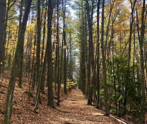 A serene forest path lined with tall trees, showcasing vibrant autumn foliage and a carpet of fallen leaves.