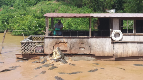 A man feeds crocodiles near a wooden boat on a muddy river, surrounded by several crocodiles in the water.