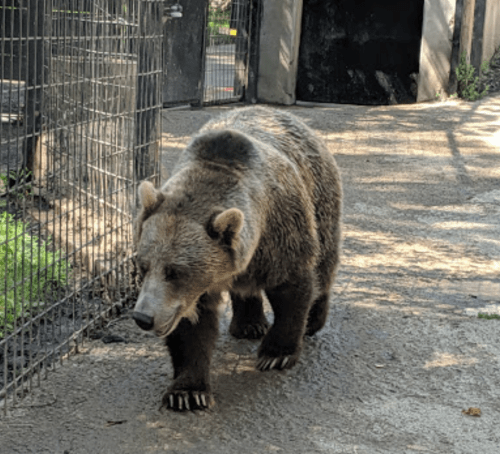 A brown bear walking along a path in a zoo, with a fenced enclosure in the background.
