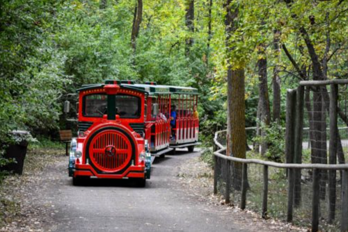 A colorful train on a winding path through a lush, green forest.