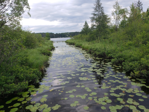 A serene waterway surrounded by lush greenery and lily pads, under a cloudy sky.
