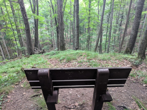 A wooden bench overlooks a lush green forest with tall trees and a gentle slope in the background.