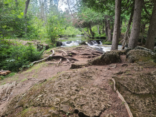 A serene forest scene with a rocky path leading to a flowing stream surrounded by lush greenery and trees.