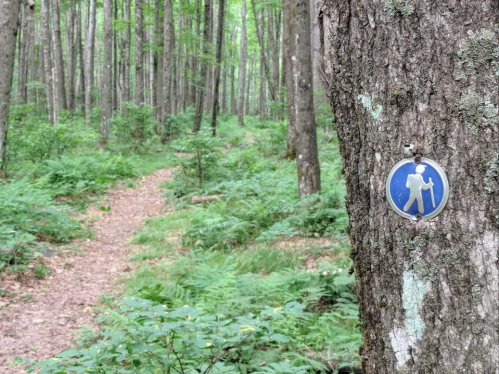 A blue hiking trail marker on a tree in a lush green forest with a winding path visible in the background.