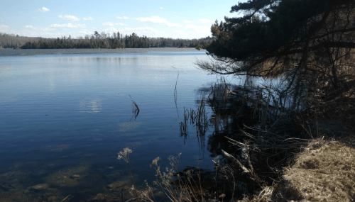 A serene lake scene with calm water, surrounded by trees and grasses under a clear blue sky.