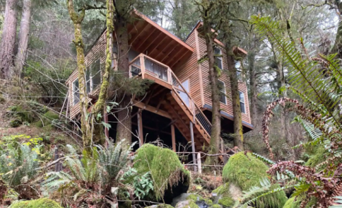 A modern wooden cabin nestled among lush green trees and ferns, elevated on a hillside with a staircase leading up.