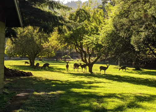 A serene scene of deer grazing in a sunlit green field surrounded by trees.