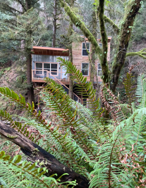 A wooden house nestled among tall trees and ferns in a lush, green forest.