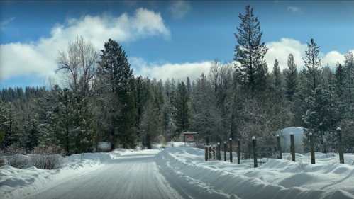 A snowy road winds through a forest of tall pine trees under a bright blue sky with fluffy clouds.