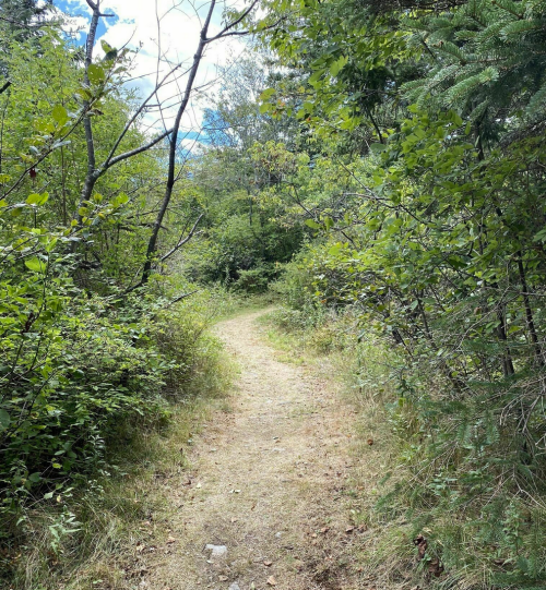 A winding dirt path through lush greenery and trees, leading into a serene forest.